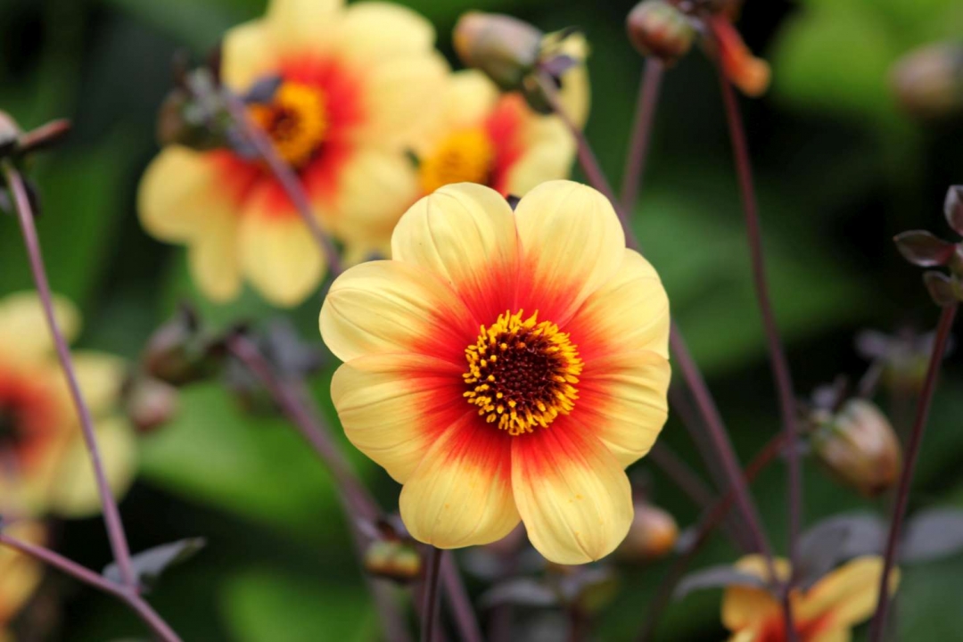 bloem bloem