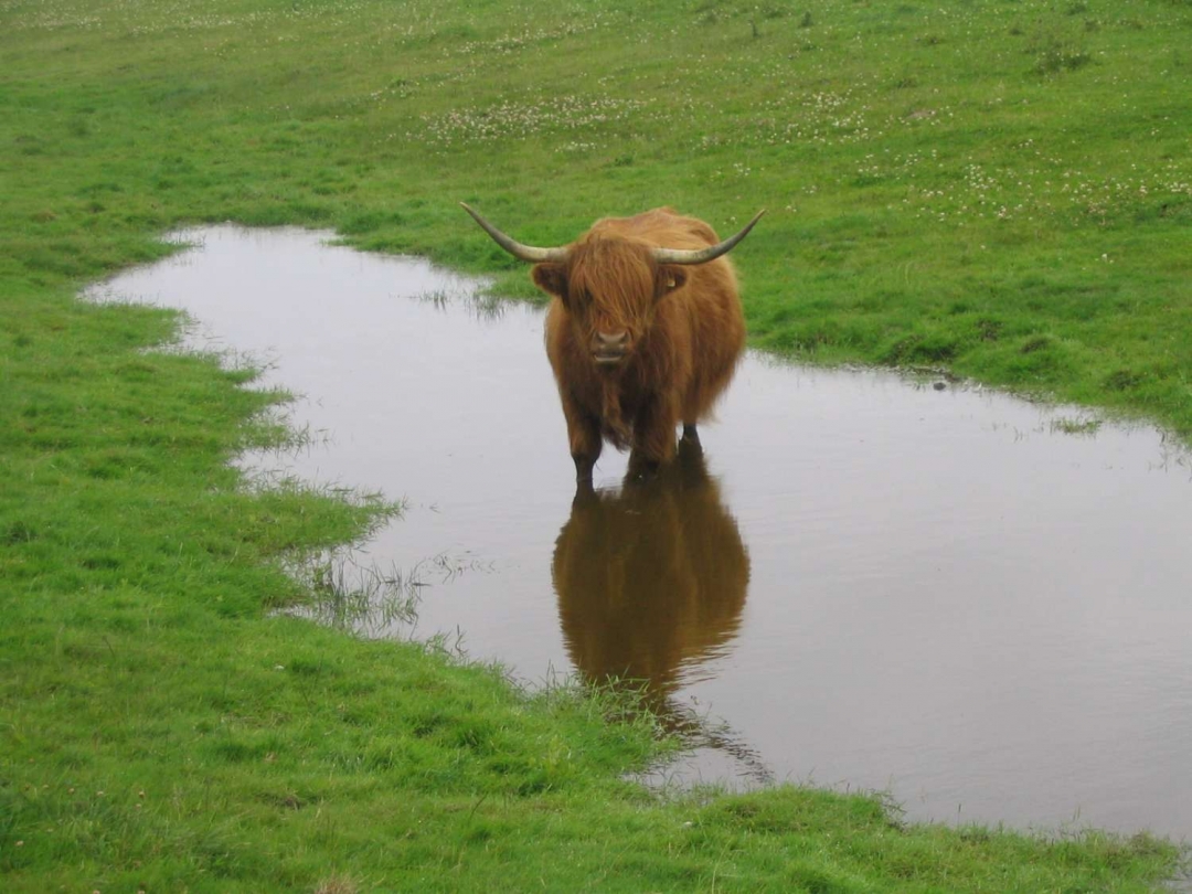 stier in plas stier in plas